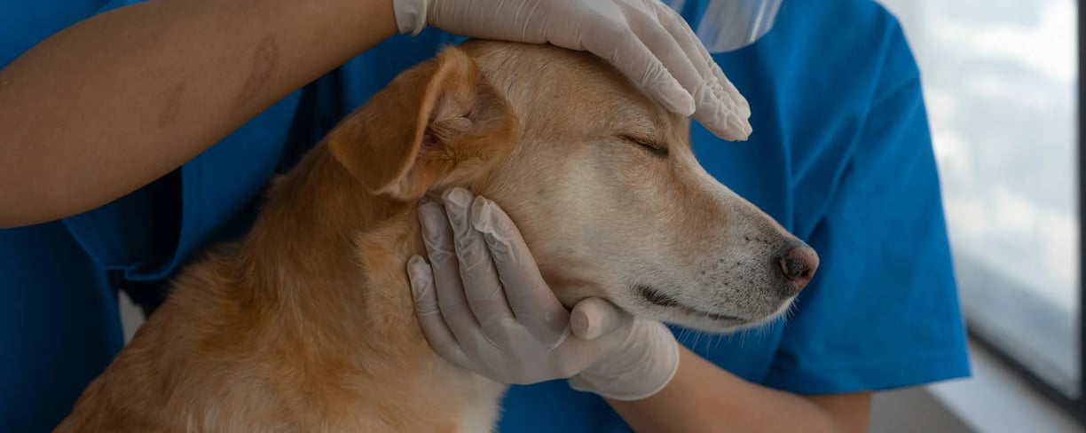 a dog at the vet