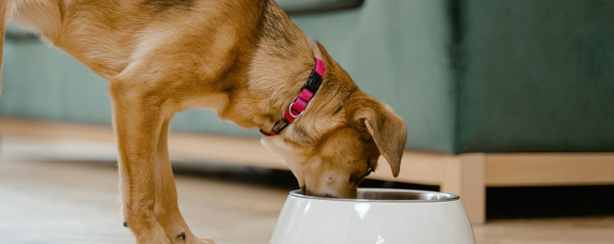 a dog eating from a bowl
