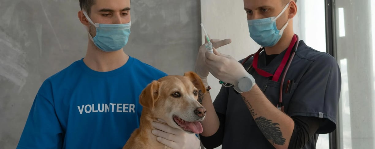 a dog getting a kennel cough vaccine