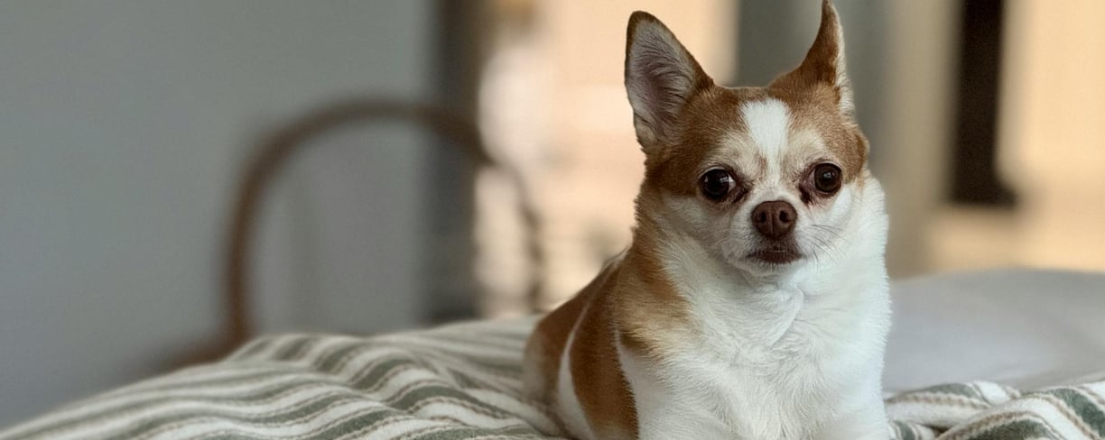 a dog on a blanket afer getting dog arthritis treatment