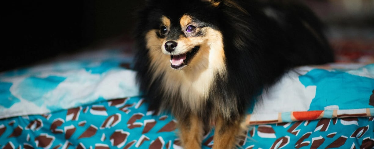 a dog on the bed