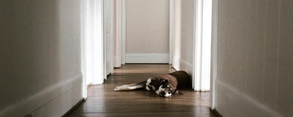 a tired dog lying on the floor, as dehydration in dogs can make them physically weak
