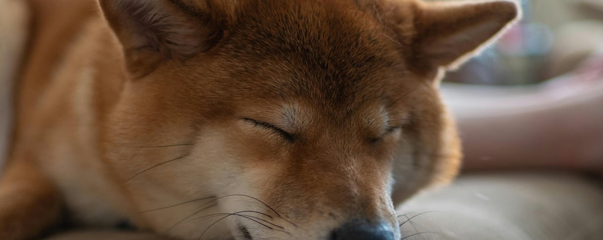 a dog sleeping on a bed