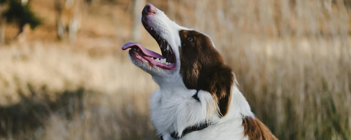 a dog with open mouth