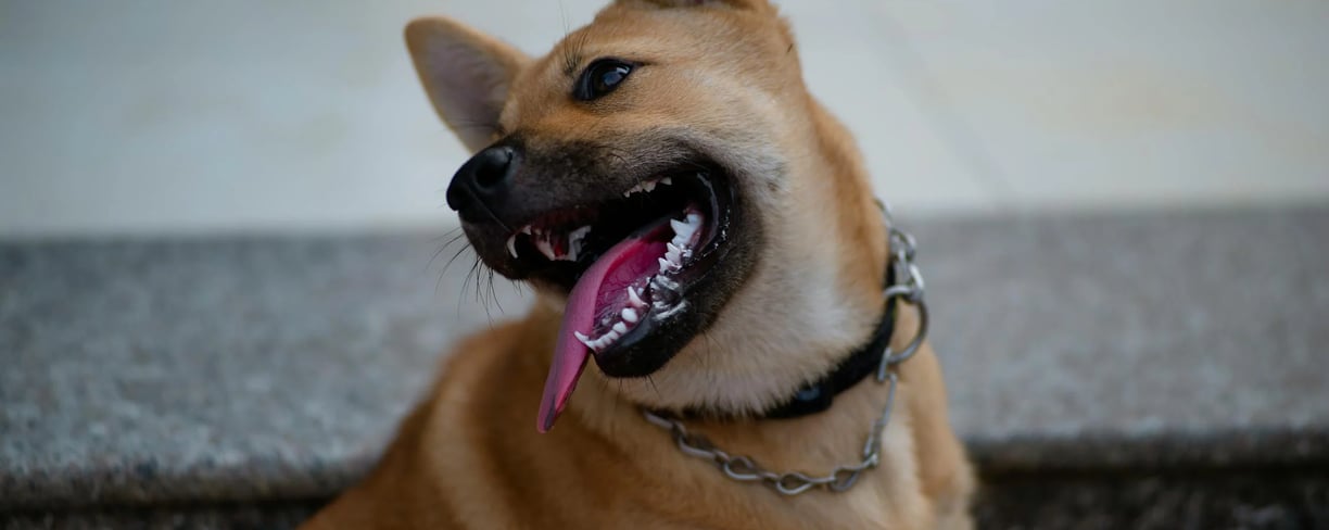 a very happy dog with tongue stuck out