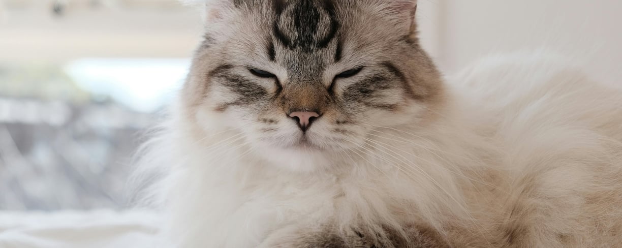 a long fur cat while suffering from cat ear infection
