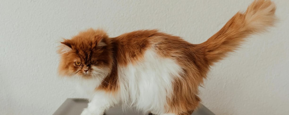 a furry cat that doesn't belong to low shedding cat breeds