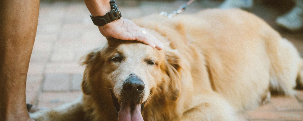 a happy dog being petted