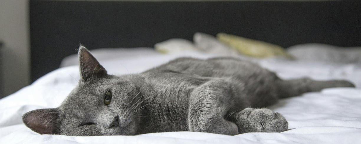 a gray cat lying on the bed