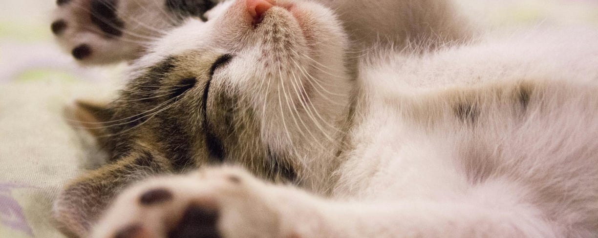 a happy cat with eyes closed
