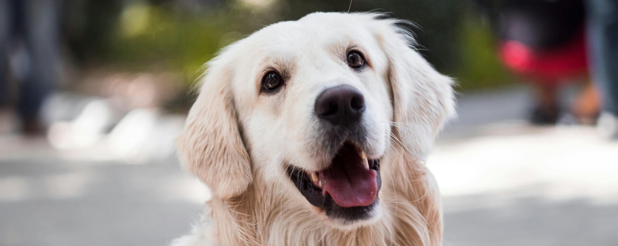 a Golden Retriever, one of the breeds more prone to symptoms of liver disease in dogs