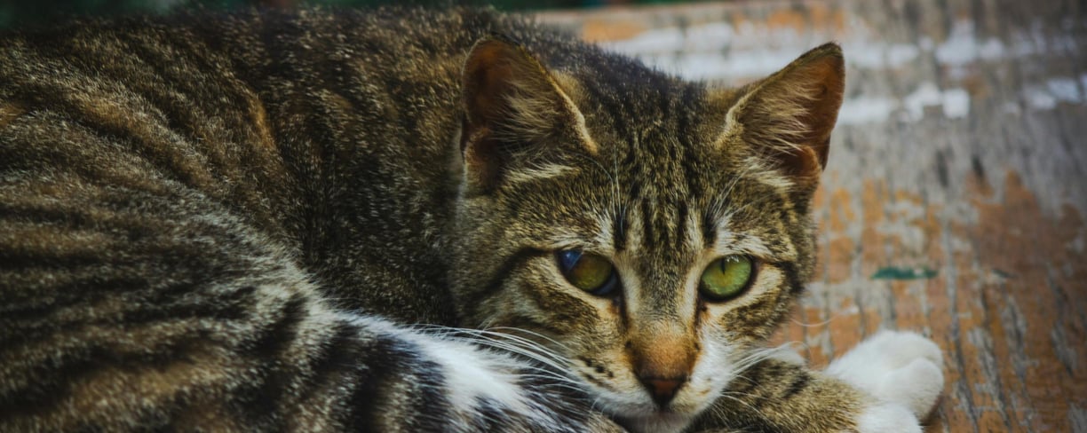 a cat looking sick