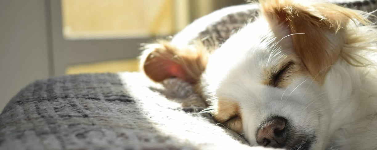 a dog lying on the sofa after kennel cough treatment
