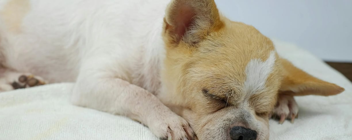 a sleeping dog after dog arthritis treatment
