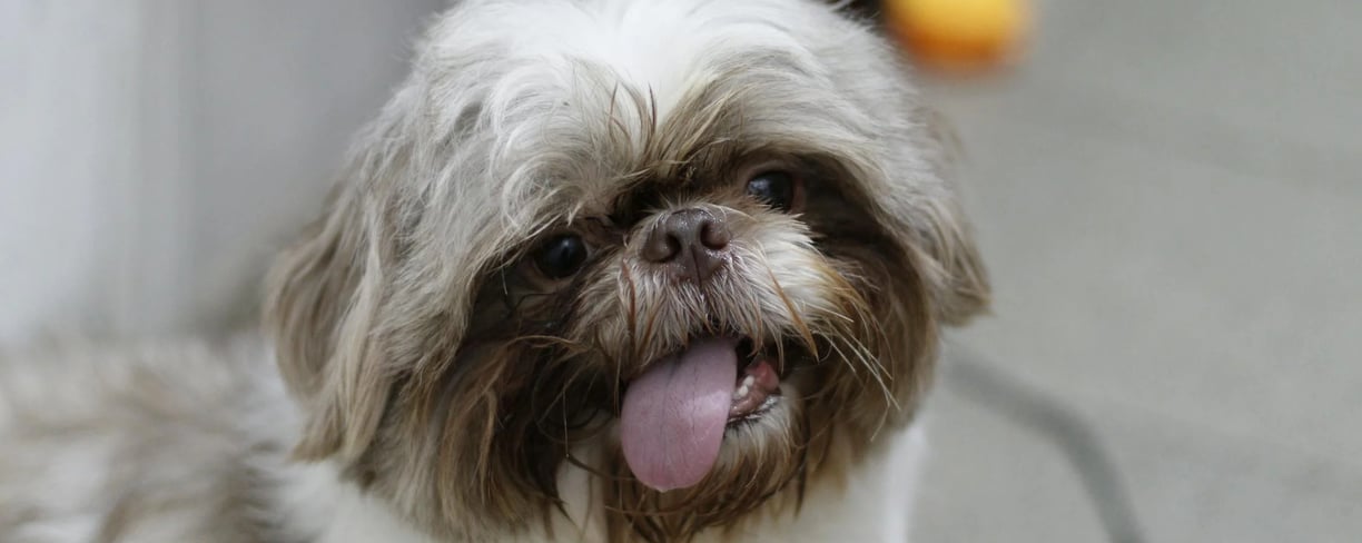 a cute dog with his tongue sticking out
