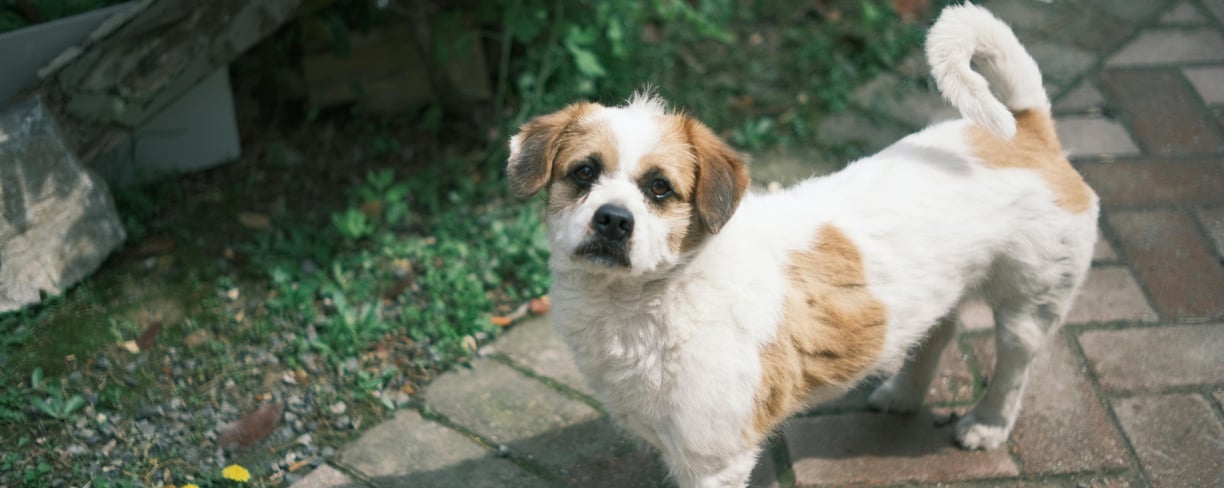 an older dog staring into the distance, seniors are more prone to symptoms of liver disease in dogs