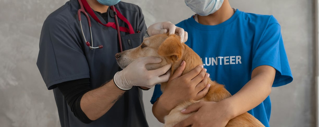 a vet checking a dog for fleas