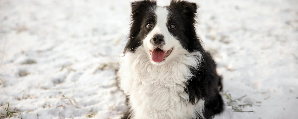 border collie with his tongue stuck out