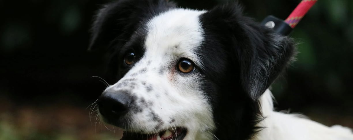 a border collie