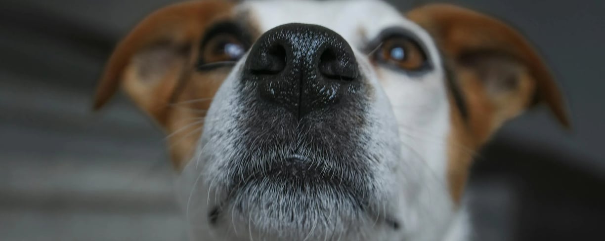 a cute dog