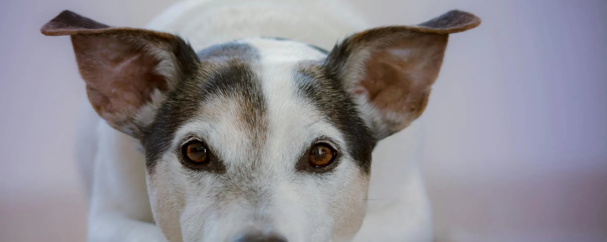 dog with eyes wide open