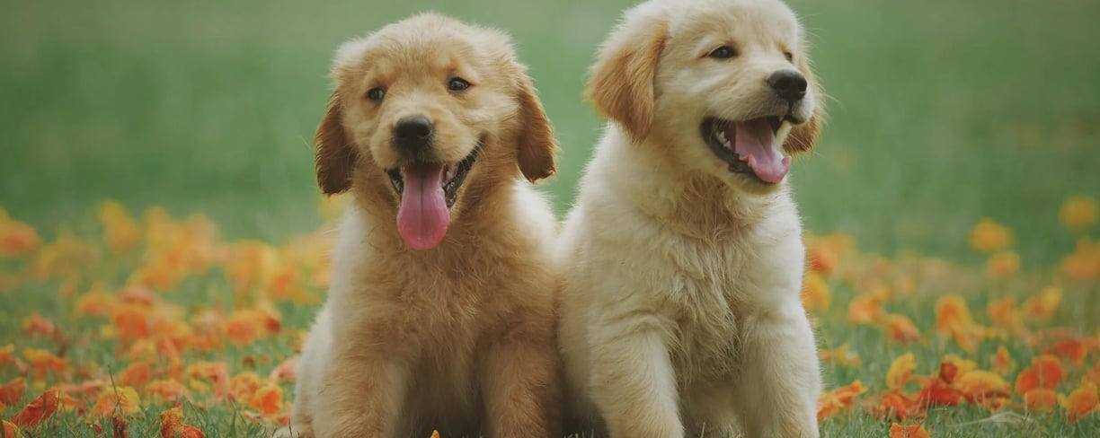 two puppies