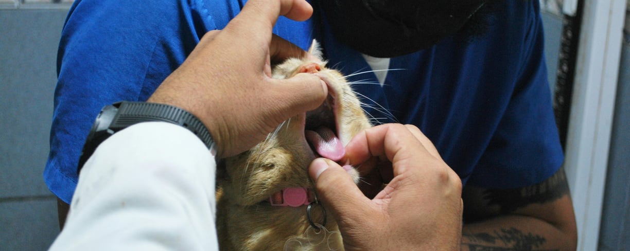 a vet checking a cat's health after recognizing the signs of the feline leukemia virus