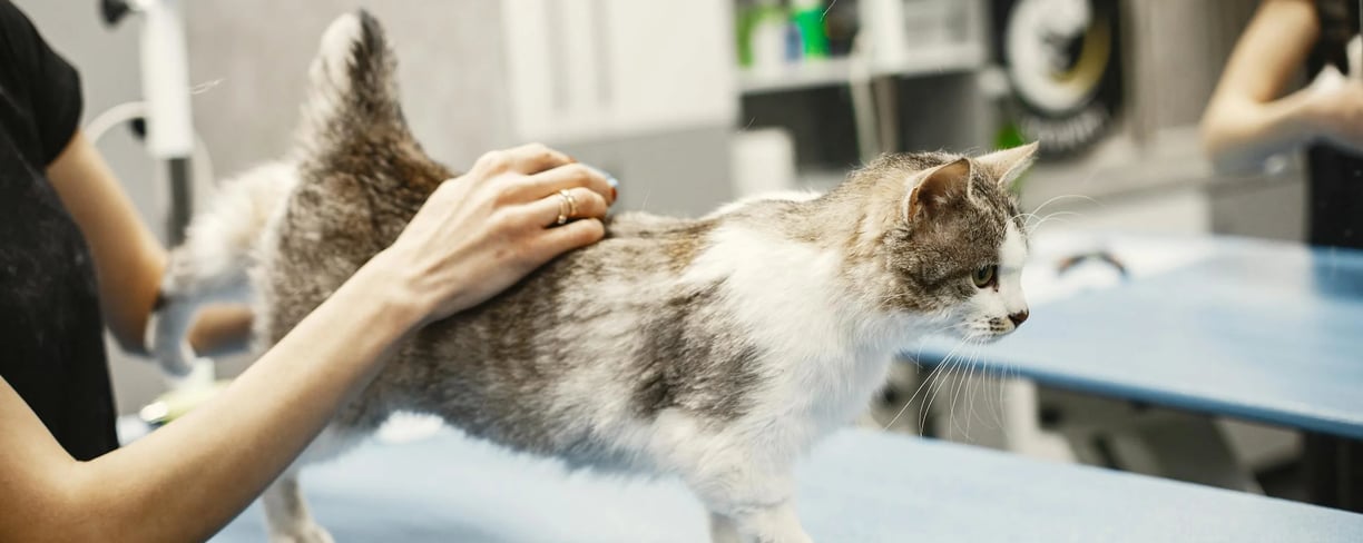 a cat at the vet illustrating the importance of choosing the best vet for your cat