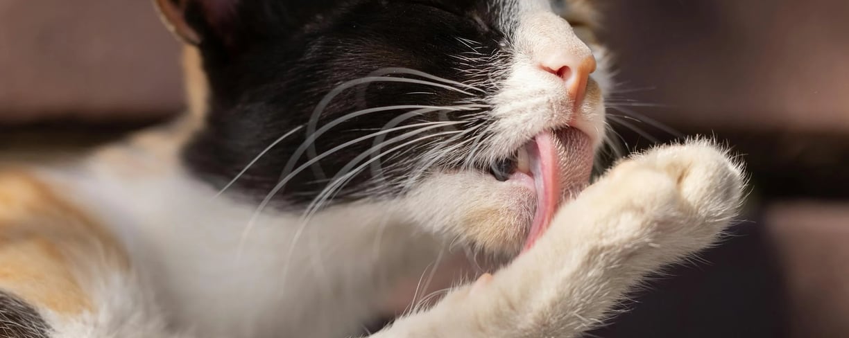 a cat grooming itself