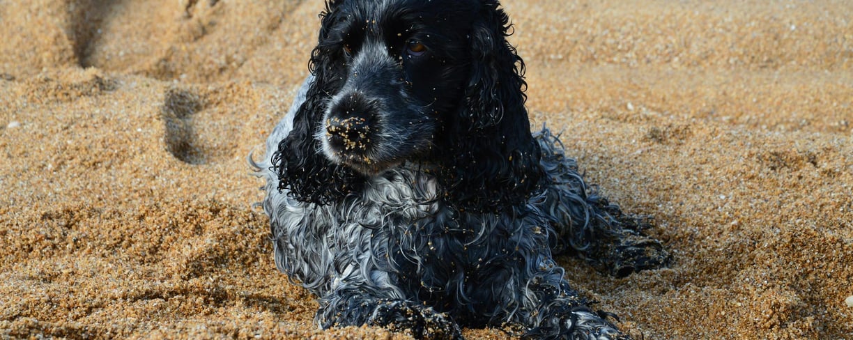 dog in sand