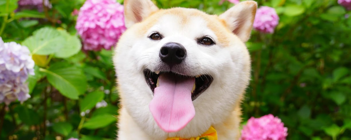 dog in a flower garden with mouth open, illustrating how to deal with bad breath in dogs