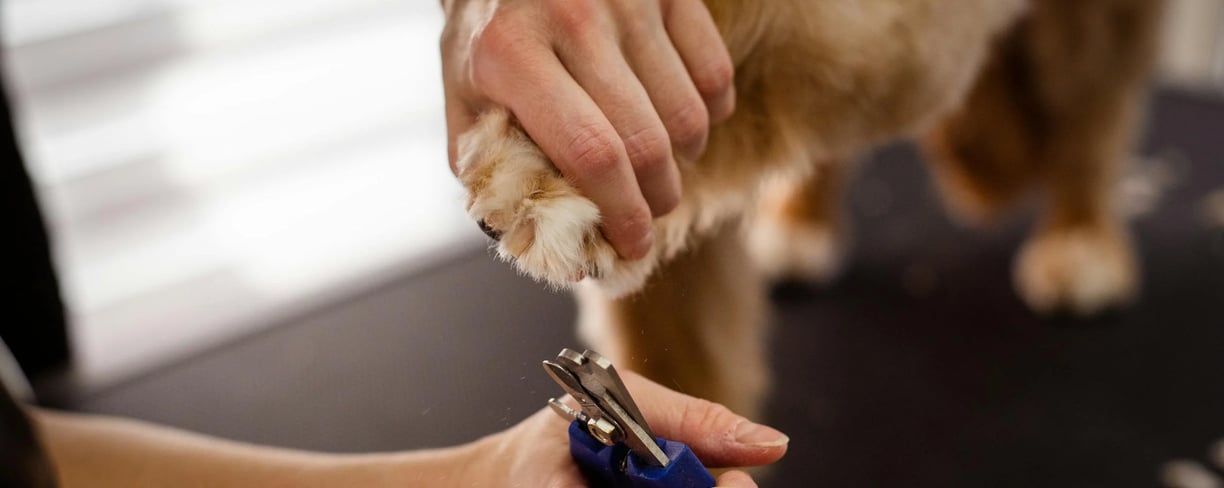 clipping dog nails