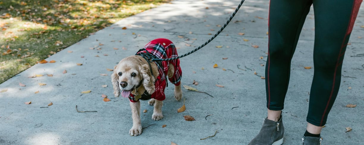 a dog taking a walk afer recovering for a dog broken leg