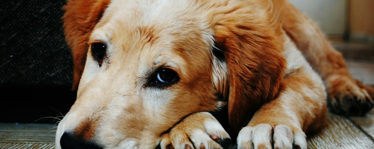 a dog struggling with canine distemper virus