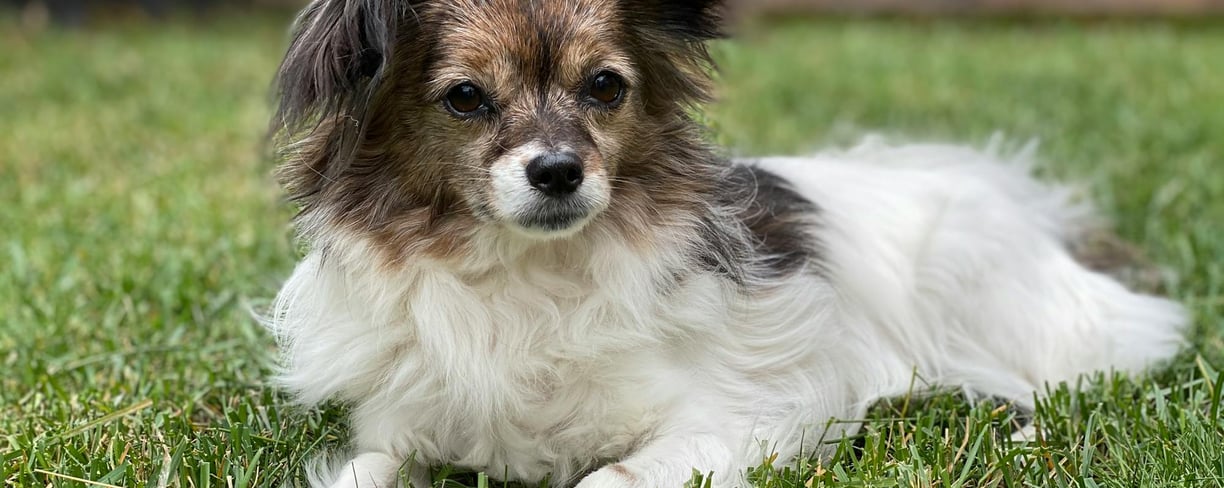 a small dog lying on the grass