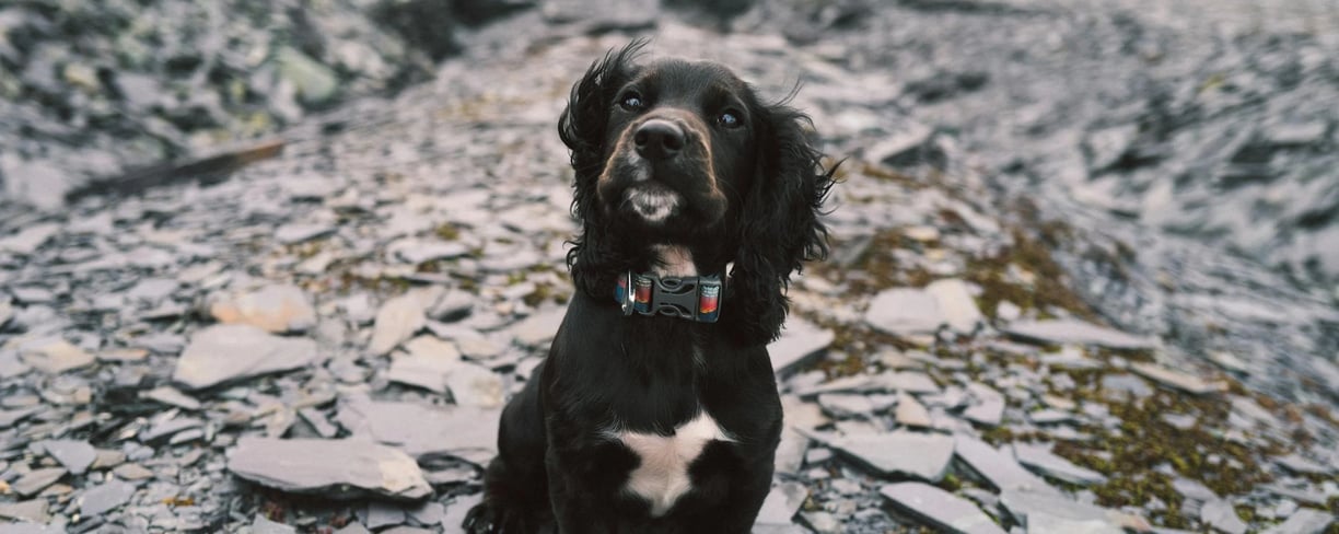 a dog outside