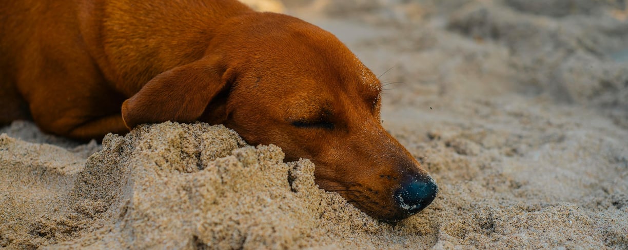 a dog sleeping in the sand