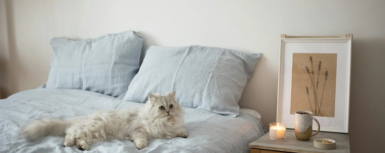 a long haired with cat shedding problem on a bed