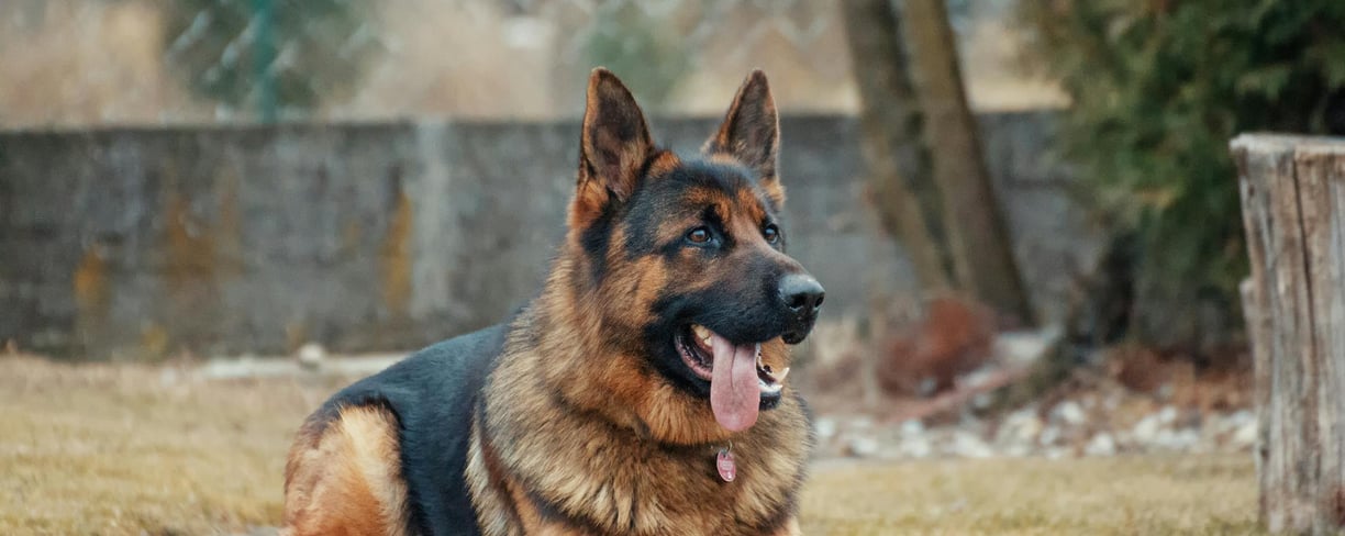 a german shepard