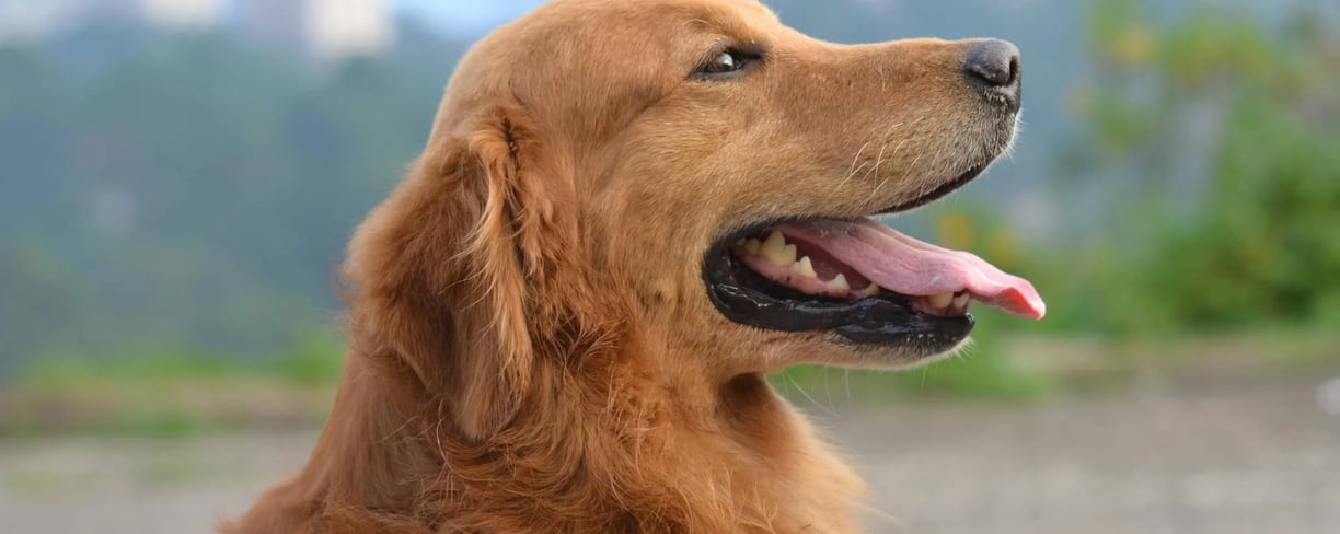 a golden retriever