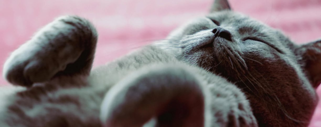 a gray cat sleeping on its back