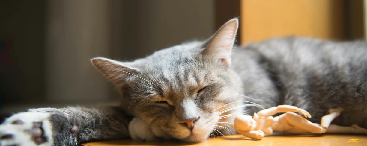sleeping gray cat