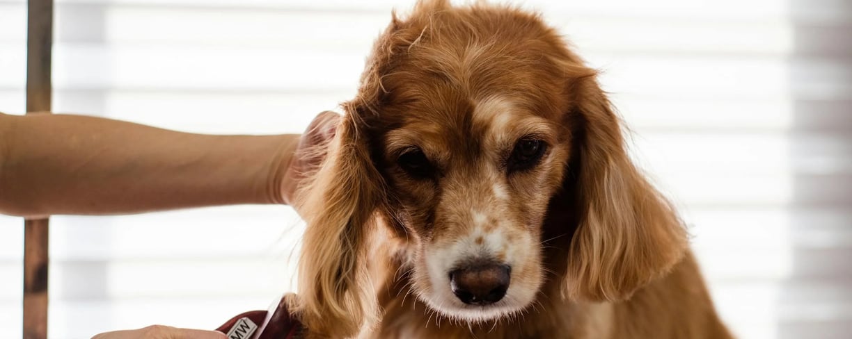 a dog being groomed