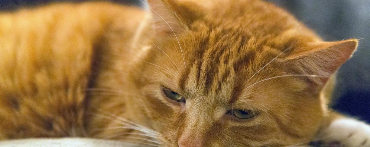 an orange cat