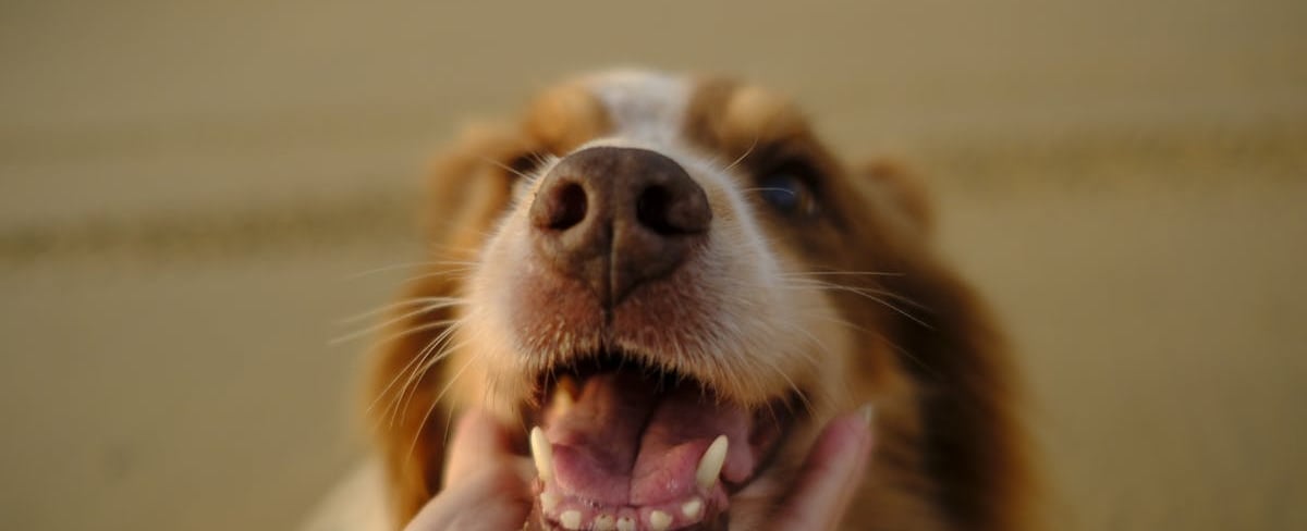 A brown and white dog showing its teeth