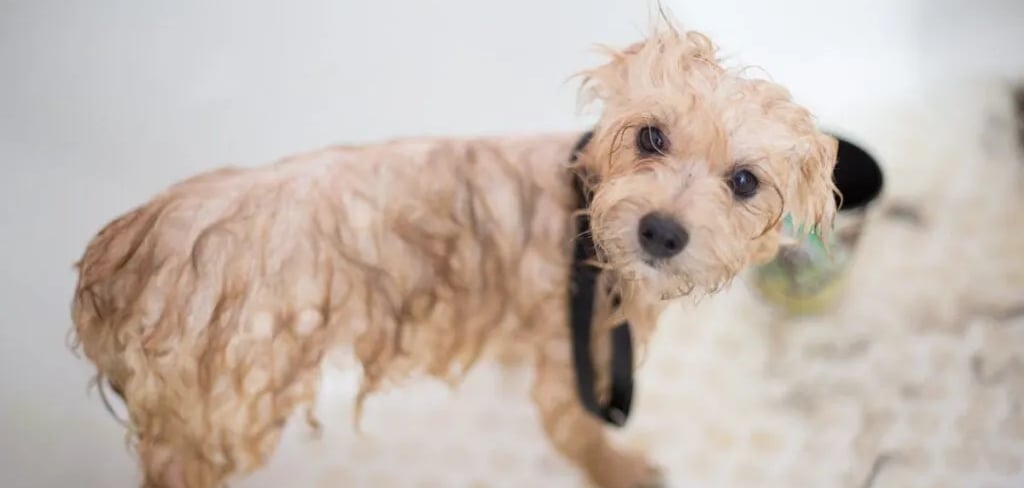 Cream Toy Poodle Puppy in Bathtub