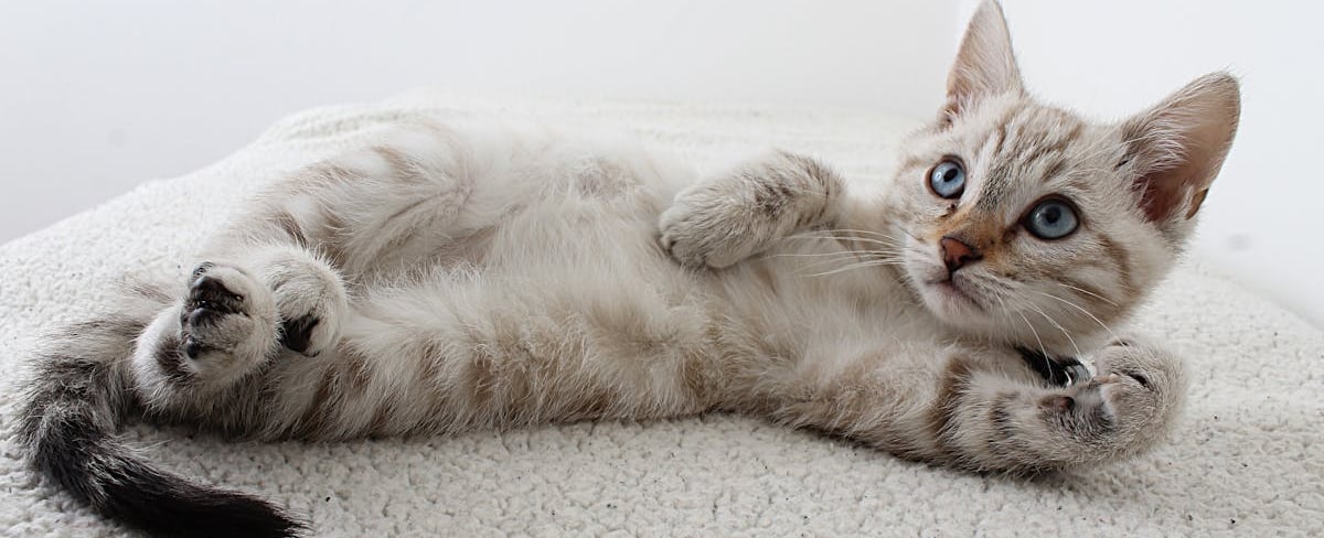 A white kitten lying