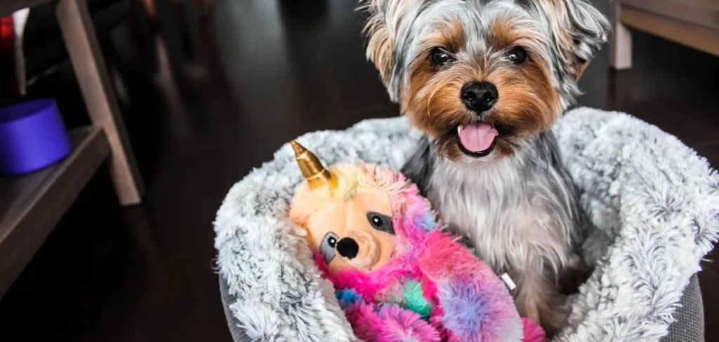 Brown and black Yorkshire Terrier puppy on white textile