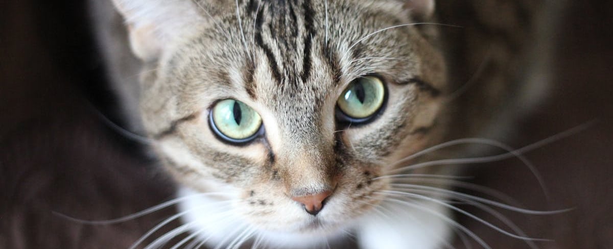 A short haired gray cat hiding its illness which is one of the facts about cat behavior.