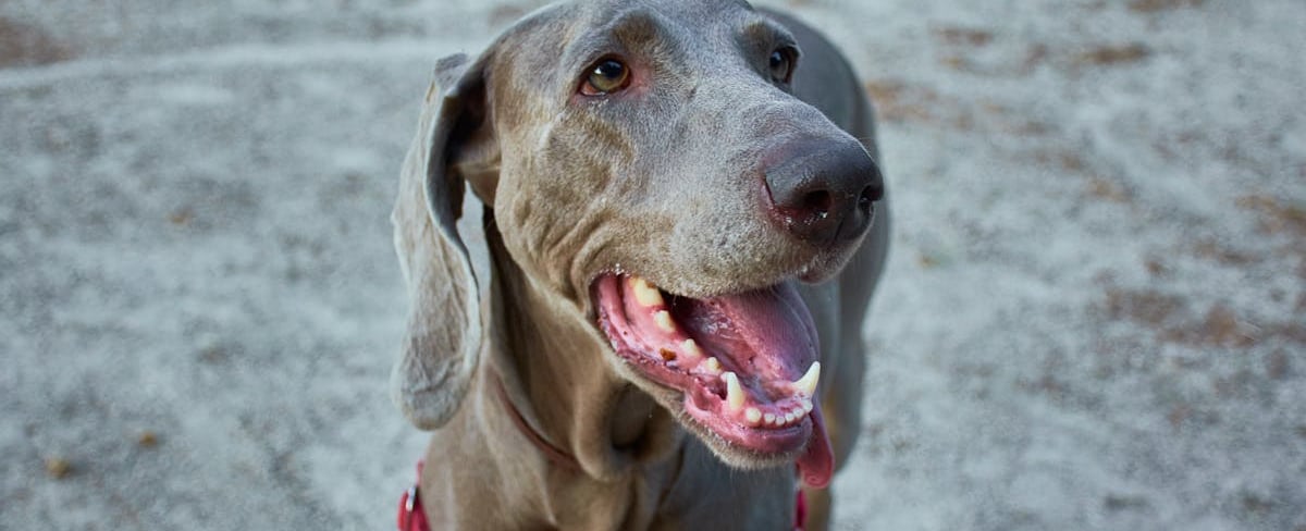 A dog with a red collar